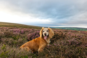 The History and Characteristics of the English Springer Spaniel Dog Breed