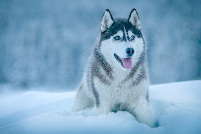 The History and Characteristics of the Siberian husk Dog Breed