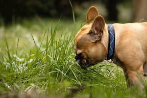 The History and Characteristics of the French Bulldog Dog Breed