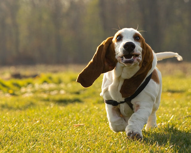 The history and characteristics of the Basset Hound dog breed