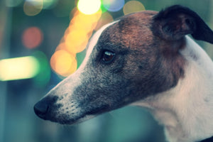 The History and Characteristics of the Italian greyhound Dog Breed