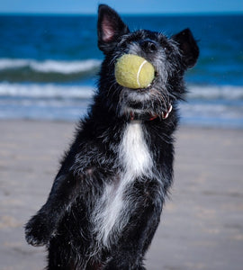 The Benefits of Training Your Dog with Games