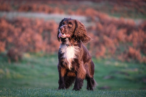 5 Reasons Why Cocker Spaniels Make the Perfect Family Pet