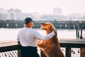 10 Heartwarming Ways Dogs Show Their Love