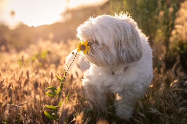 The history and characteristics of the Shih Tzu dog breed