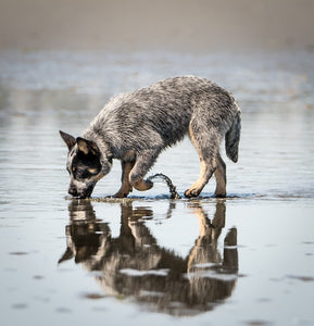 The History and Characteristics of the Australian Cattle Dog