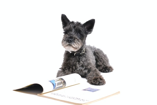 The History and Characteristics of the Scottish Terrier Dog Breed