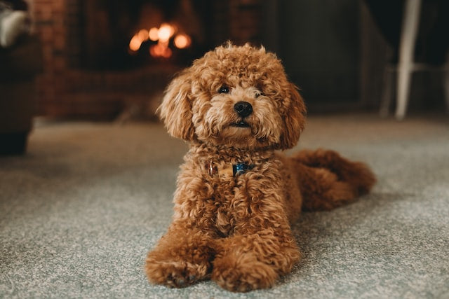 The History and Characteristics of the Poodle Dog Breed