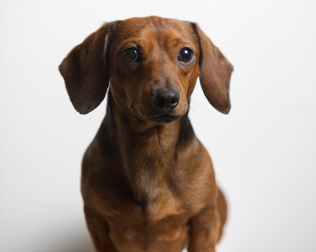 The History and Characteristics of the Dachshund Dog Breed