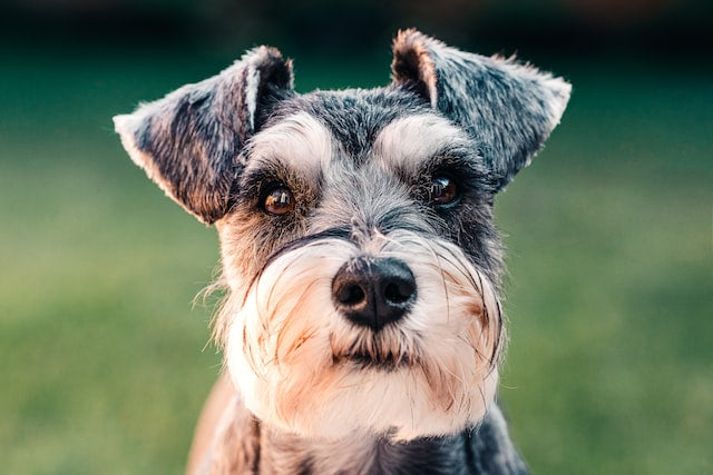 The History and Characteristics of the Miniature Schnauzer Dog Breed