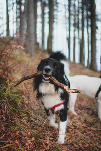 10 Ways Your Dog Shows You Love