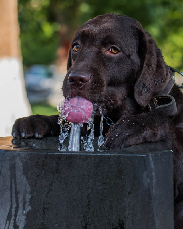 The Role of Water Intake in a Dog's Health and Wellness