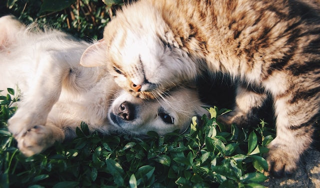 The Top 10 Dog Breeds That Get Along Best with Cats