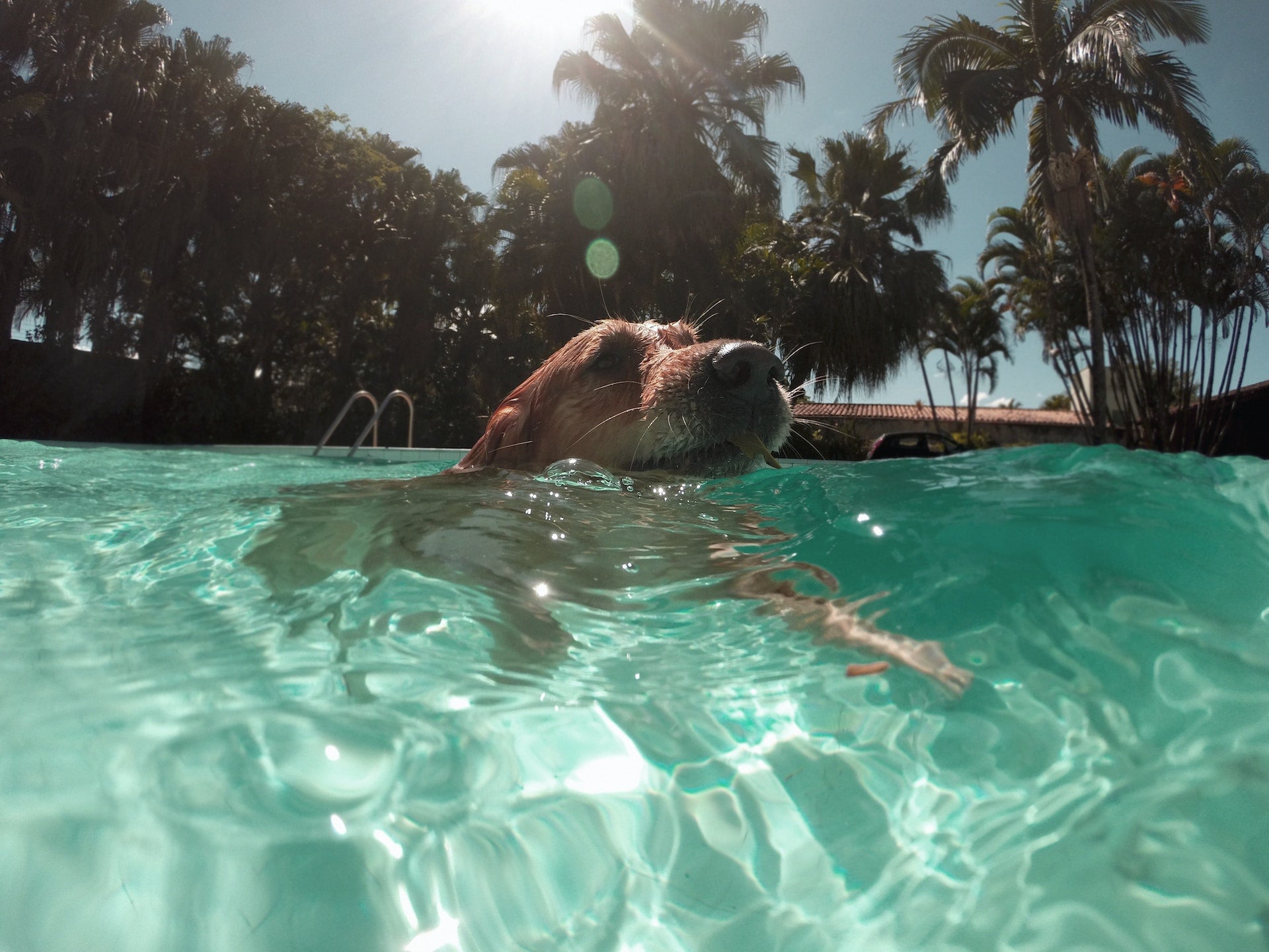 Keep Your Dog Safe in Hot Weather