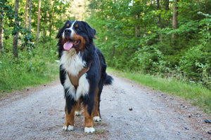 The History and Characteristics of the Bernese mountain dog breed