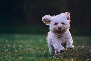 How to Keep Your Dog Active and Fit: Exercise Tips and Tricks