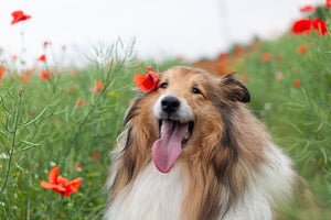 The History and Characteristics of the Rough Collie Dog Breed