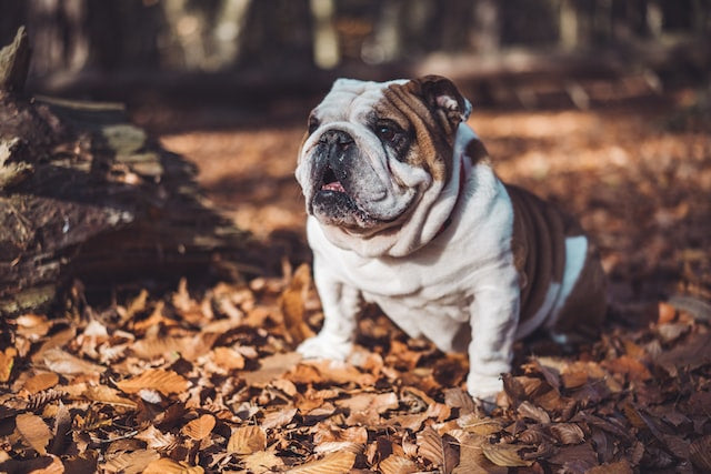 The History and Characteristics of the Bulldog Dog Breed