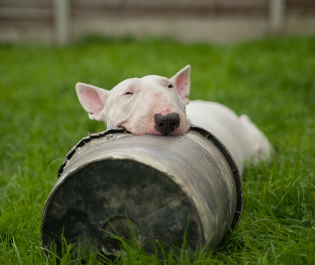 The History and Characteristics of the Bull terrier dog breed