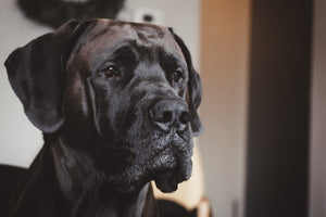 The History and Characteristics of the Mastiff Dog Breed