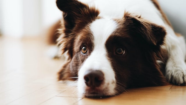 The History and Characteristics of the Border Collie Dog Breed