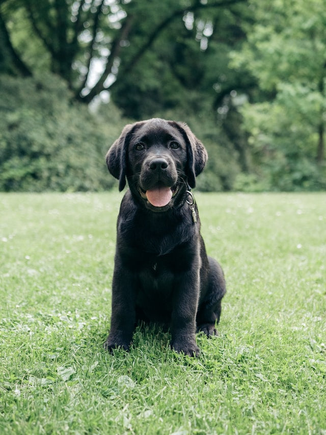 10 Reasons Why Labradors Are the Best Dogs