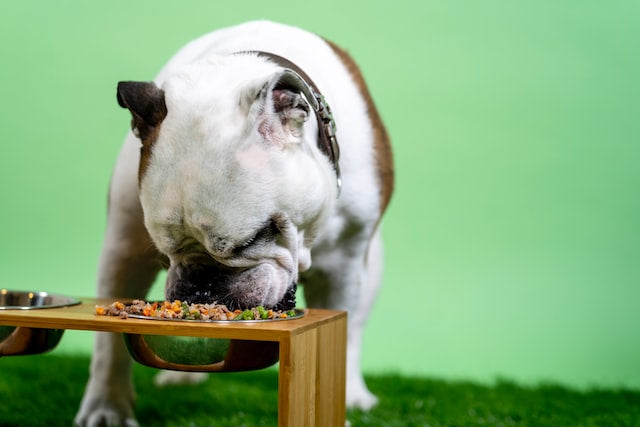 Dog Nutrition Guide: What can a dog eat?