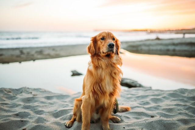 The History and Characteristics of the Golden Retriever Breed