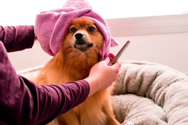 Grooming Your Dog: A Step-by-Step Guide