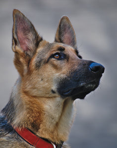 The History and Characteristics of the German Shepherd Dog Breed