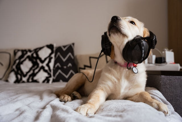 The Benefits of Playing Music for Your Dog While You're Away