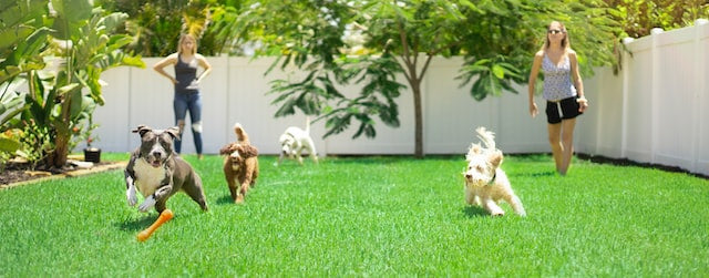 A Guide to Training Different Dog Breeds: Tips and Tricks for Success