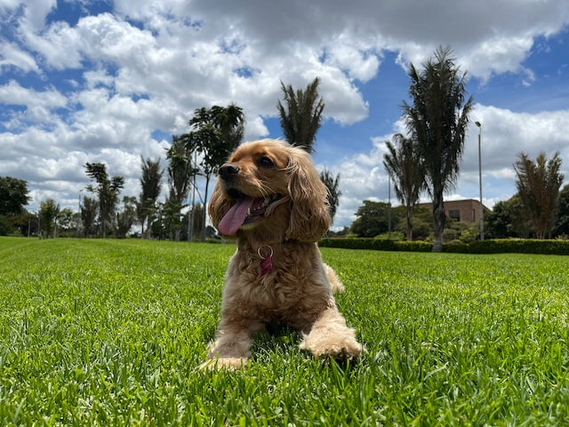 The History and Characteristics of the Cocker Spaniel Dog Breed