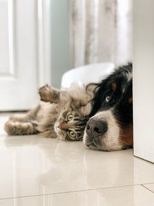 The Pros and Cons of Owning a Dog vs a Cat