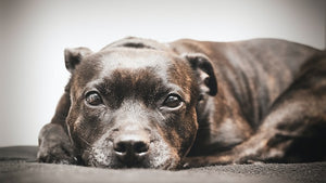 The History and Characteristics of the Staffordshire Bull Terrier Dog Breed