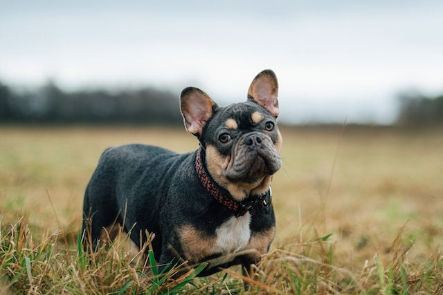 The Top 10 Reasons Why French Bulldogs are the Best Companion Dogs