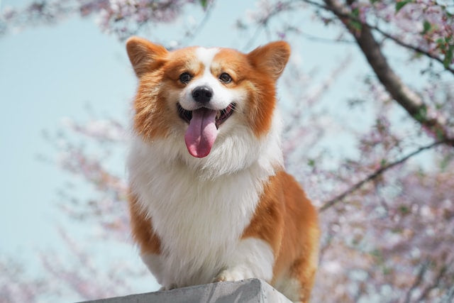 The History and Characteristics of the Corgi Dog Breed