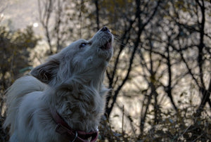 How to Appreciate and Celebrate Your Dog's Howling as a Unique Trait