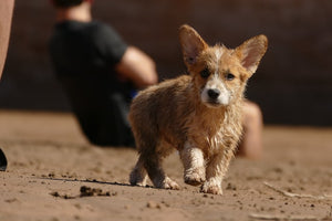 The History and Characteristics of the Terrier Dog Breed