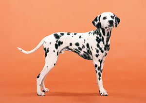 The History and Characteristics of the Dalmatian Dog Breed