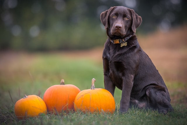 The Most Intelligent Dog Breeds and What Makes Them So Smart