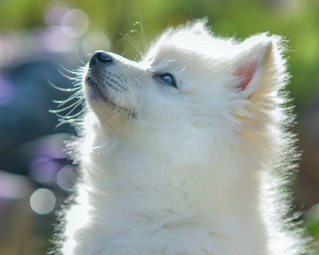 The History and Characteristics of the Pomeranian Dog Breed