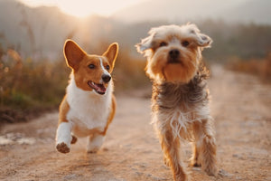 The Unique Traits of Small Dog Breeds: Why They Make Great Companions