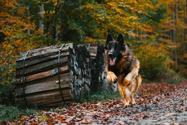 10 Reasons Why German Shepherds Are One of the Most Popular Dog Breeds