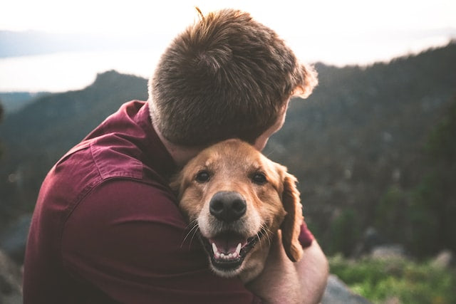 10 Traits to Look for in a Potential Therapy Dog