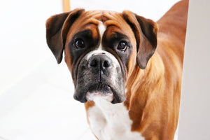 The History and Characteristics of the Boxer dog Breed