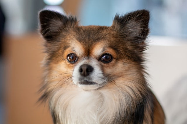 The History and Characteristics of the Papillon Dog Breed