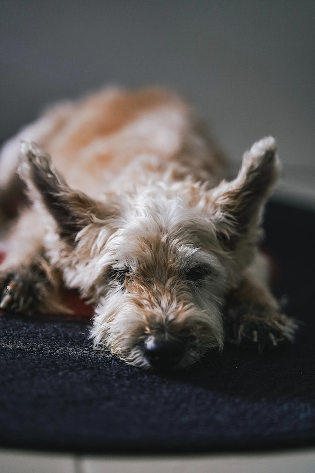 Caring for Senior Dogs: Tips for Every Breed