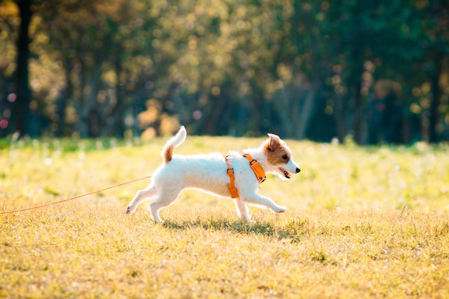 The History and Characteristics of the Jack Russell Dog Breed