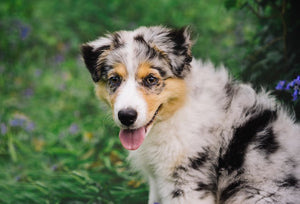 The History and Characteristics of the Australian Shepherd Dog Breed